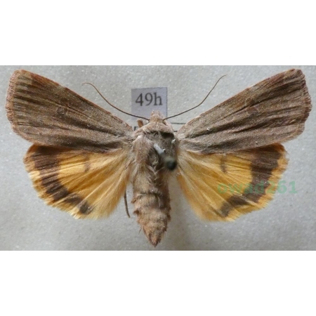 Noctua comes Hübner, 1813 Rolnica komes Czech49h